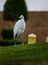 Un trÃ¨s grand oiseau au plumage blanc sur une Coline d\\\'herbe