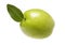 Unabi fruits green Ziziphus,jujube with leaves