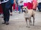 Unattended stray mixed breed brown white colored street dog on pedestrian walkway background. Domestic Animal, Human friend,