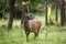 Unaware red deer stag with long antlers listening in green grass