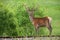 Unaware red deer standing on railroad in summer with green field in background.