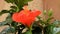 Unblossoming of red ibiscus in greenhouse