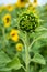 unblown bud of sunflower front of green field with flowers of sunflower