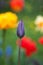 Unblown bud of violet tulip