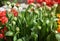 unblown buds of fresh tulips n Botanical Garden of Moscow University `Pharmacy Garden` or `Aptekarskyi ogorod`