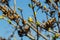 Unblown buds on trees. Bare young tree branches in spring in the garden close-up on a blurred background