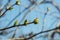 Unblown buds on trees. Bare young tree branches in spring in the garden close-up on a blurred background