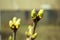 Unblown buds on trees. Bare young tree branches in spring in the garden close-up on a blurred background