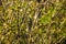 Unblown buds on trees. Bare young tree branches in spring in the garden close-up on a blurred background