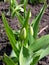 Unblown buds of tulips on a spring garden bed