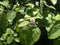 Unblown flower quince