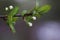 Unblown flowers on apple tree close up