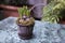 Unblown hyacinth buds in raindrops as decoration of the garden