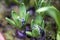 Unblown hyacinth buds in raindrops as decoration of the garden