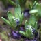 Unblown hyacinth buds in raindrops as decoration of the garden