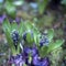 Unblown hyacinth buds in raindrops as decoration of the garden