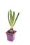 Unblown hyacinth flower in a pot