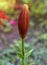 Unblown lily bud on a summer day, close up