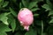Unblown pink peony on bush