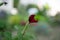 Unblown red flower bud on a beautiful blurred background. Soft focus