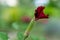 Unblown red flower bud on a beautiful blurred background. Soft focus