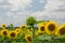 Unblown sunflower on the background blown out of focus