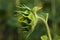 Unblown sunflower flower in the field, flower bud