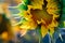 Unblown sunflower flower in a field in the sun