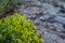 Unblown yellow blooming moss Sedum Sexangulare on a background of granite stone