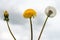 Unblown, yellow and fluffy dandelion. The concept of birth, youth and old age