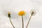 Unblown, yellow and fluffy dandelion. The concept of birth, youth and old age