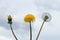 Unblown, yellow and fluffy dandelion. The concept of birth, youth and old age