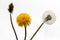 Unblown, yellow and fluffy dandelion on a white background. The concept of birth, youth and old age