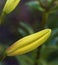 Unblown yellow lily bud on a summer day