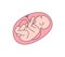 Unborn baby flat vector illustration. Healthy fetal, embryo outline color icon. Obstetrics clinic, maternity hospital