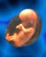 Unborn Human Fetus