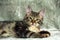 Unbreed kitten lying on a gray rug, looking at the camera