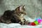 Unbreed kitten lying on a gray rug, looking to the side, next to it is a bright toy