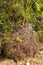 Unbridled tropical vegetation on a tropical island. Abstract art of nature. Root textured Coconut tree or Cocos nucifera L.