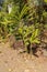 Unbridled tropical vegetation on a tropical island. Abstract art of nature. Root textured Coconut tree or Cocos nucifera L.