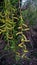 Unbroken leaves, buds of leaves, willow, shrubs