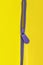 Unbuttoned purple zipper lock on yellow background. Flat lay