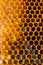 Uncapped filled honeycomb as background, closeup view