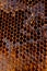 Uncapped filled honeycomb as background, closeup view