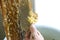 Uncapping honey cells with a fork. Professional beekeeper holds wooden frame with bee honeycomb in his hands, collects