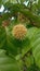 Uncaria gambir flower in the forest