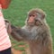 Unceremonious macaque peeps asks for food from a tourist. Insolent monkeys often take food or objects by force