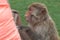 Unceremonious macaque peeps asks for food from a tourist. Insolent monkeys often take food or objects by force