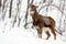 Uncertain wild female mouflon sheep standing and looking aside in snowy forest.