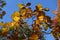 Unclouded blue sky and autumnal foliage of smoke tree in October